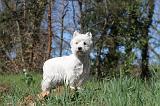 WESTIE 003